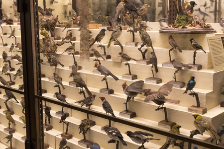 VIENNA, AUSTRIA - 23 AUGUST 2017: Exhibits and expositions in the Museum of Natural History, Vienna.のeditorial素材