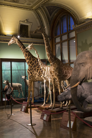 VIENNA, AUSTRIA - 23 AUGUST 2017: Exhibits and expositions in the Museum of Natural History, Vienna.のeditorial素材