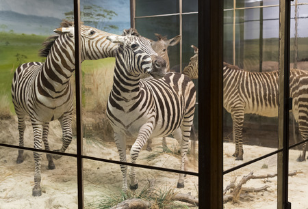 VIENNA, AUSTRIA - 23 AUGUST 2017: Exhibits and expositions in the Museum of Natural History, Vienna.のeditorial素材