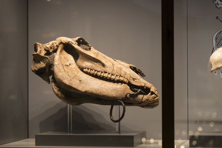 VIENNA, AUSTRIA - 23 AUGUST 2017: Exhibits and expositions in the Museum of Natural History, Vienna.のeditorial素材