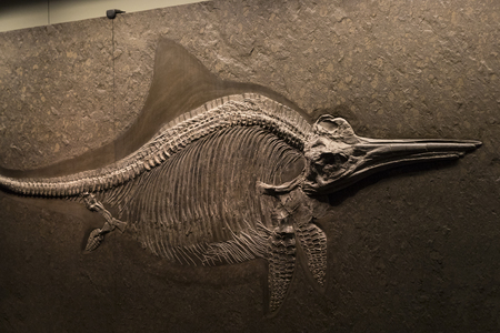 VIENNA, AUSTRIA - 23 AUGUST 2017: Exhibits and expositions in the Museum of Natural History, Vienna.のeditorial素材