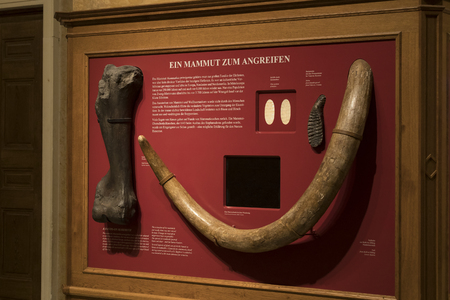 VIENNA, AUSTRIA - 23 AUGUST 2017: Exhibits and expositions in the Museum of Natural History, Vienna.のeditorial素材