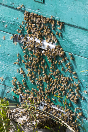 The bee hive is shot close-up in the summer on an apiary