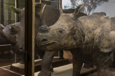 VIENNA, AUSTRIA - 23 AUGUST 2017: Exhibits and expositions in the Museum of Natural History, Vienna.のeditorial素材