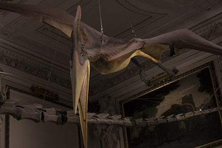 VIENNA, AUSTRIA - 23 AUGUST 2017: Exhibits and expositions in the Museum of Natural History, Vienna.のeditorial素材