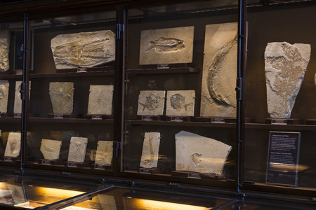 VIENNA, AUSTRIA - 23 AUGUST 2017: Exhibits and expositions in the Museum of Natural History, Vienna.のeditorial素材