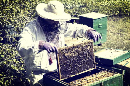 A man works in an apiary collecting bee honey