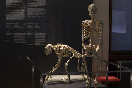 23 AUGUST 2017, VIENNA, AUSTRIA: Exhibits and expositions in the Museum of Natural History, Vienna.のeditorial素材