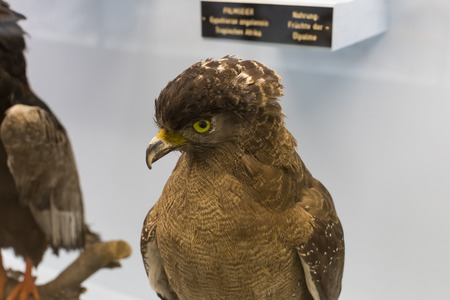 23 AUGUST 2017, VIENNA, AUSTRIA: Exhibits and expositions in the Museum of Natural History, Vienna.のeditorial素材