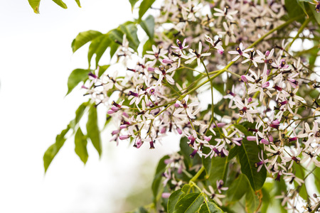 Branches and flowers of acacia tree on the sky backgroundの写真素材