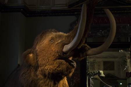 23 AUGUST 2017, VIENNA, AUSTRIA: Exhibits and expositions in the Museum of Natural History, Vienna.のeditorial素材