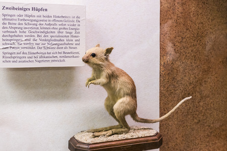 23 AUGUST 2017, VIENNA, AUSTRIA: Exhibits and expositions in the Museum of Natural History, Vienna.のeditorial素材