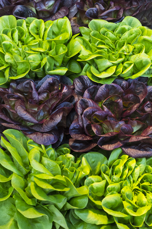 Leaves of fresh salad are shot close-up!の写真素材