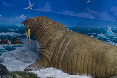 7 JUNE 2018, MILAN, ITALY: Expositions from the animal world placed in the Museum of Natural History in Milan.のeditorial素材