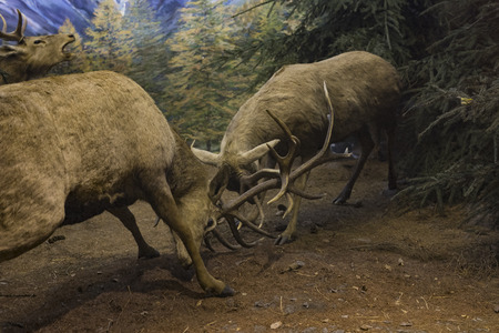 7 JUNE 2018, MILAN, ITALY: Expositions from the animal world placed in the Museum of Natural History in Milan.のeditorial素材