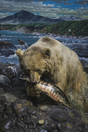 7 JUNE 2018, MILAN, ITALY: Expositions from the animal world placed in the Museum of Natural History in Milan.のeditorial素材
