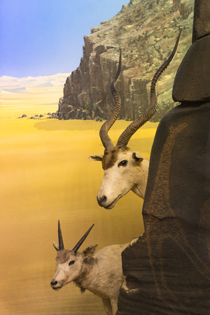 7 JUNE 2018, MILAN, ITALY: Expositions from the animal world placed in the Museum of Natural History in Milan.のeditorial素材