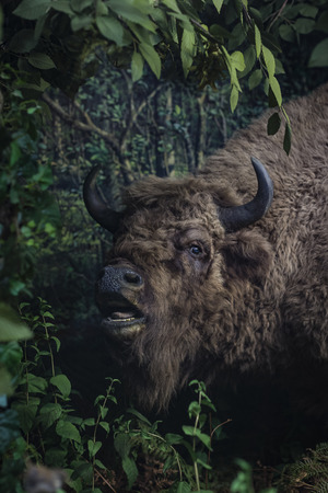 7 JUNE 2018, MILAN, ITALY: Expositions from the animal world placed in the Museum of Natural History in Milan.のeditorial素材