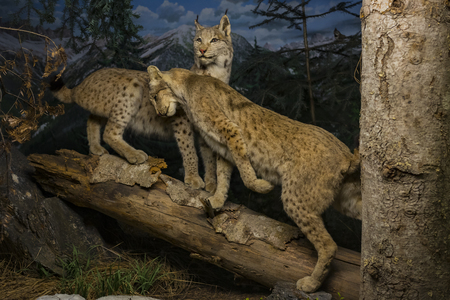 7 JUNE 2018, MILAN, ITALY: Expositions from the animal world placed in the Museum of Natural History in Milan.のeditorial素材