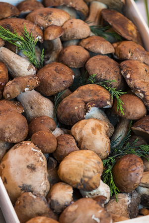 Background of mushrooms on the market in Milan in Italy closeup.の写真素材
