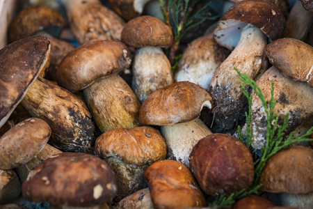 Background of mushrooms on the market in Milan in Italy closeup.の写真素材