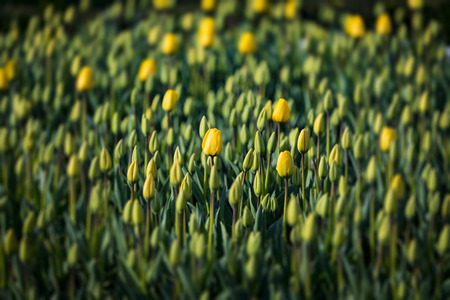 Flowers of yellow tulips on the flowerbed of the city of Istanbulの写真素材
