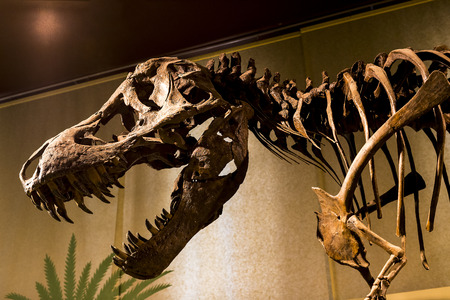 7 JUNE 2018, MILAN, ITALY: Expositions of prehistoric dinosaurs in the Museum of Natural History in Milan.のeditorial素材