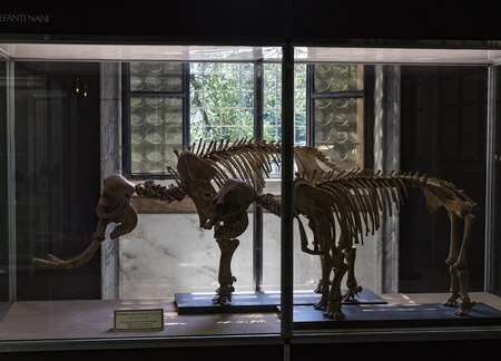 7 JUNE 2018, MILAN, ITALY: Expositions of prehistoric dinosaurs in the Museum of Natural History in Milan.のeditorial素材