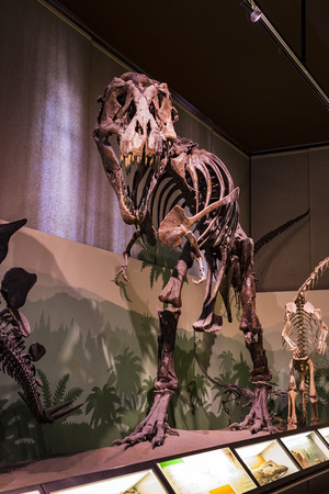 7 JUNE 2018, MILAN, ITALY: Expositions of prehistoric dinosaurs in the Museum of Natural History in Milan.のeditorial素材
