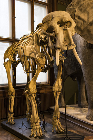 3 SEPTEMBER 2018, VIENNA, AUSTRIA: The Museum of Natural History composes stuffed animals, fish, mammalian birds and reptiles.のeditorial素材