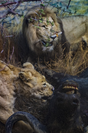 7 JUNE 2018, MILAN, ITALY: Expositions from the animal world placed in the Museum of Natural History in Milan.のeditorial素材