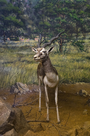7 JUNE 2018, MILAN, ITALY: Expositions from the animal world placed in the Museum of Natural History in Milan.のeditorial素材
