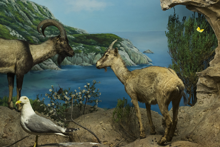 7 JUNE 2018, MILAN, ITALY: Expositions from the animal world placed in the Museum of Natural History in Milan.のeditorial素材