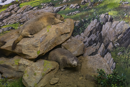7 JUNE 2018, MILAN, ITALY: Expositions from the animal world placed in the Museum of Natural History in Milan.のeditorial素材