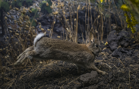 7 JUNE 2018, MILAN, ITALY: Expositions from the animal world placed in the Museum of Natural History in Milan.のeditorial素材