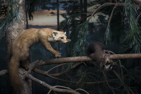 7 JUNE 2018, MILAN, ITALY: Expositions from the animal world placed in the Museum of Natural History in Milan.のeditorial素材