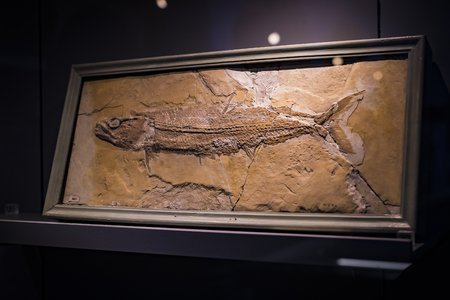 MUNICH, GERMANY - NOVEMBER 27, 2018: Exhibits of the Anthropological Museum.のeditorial素材