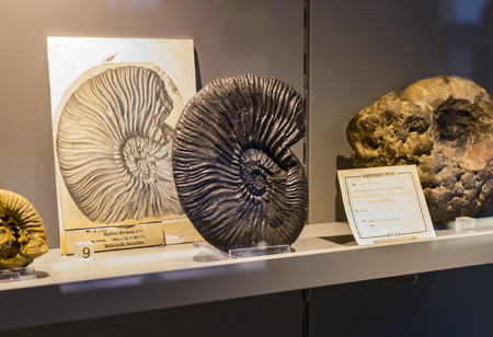 MUNICH, GERMANY - NOVEMBER 27, 2018: Exhibits of the Anthropological Museum.のeditorial素材