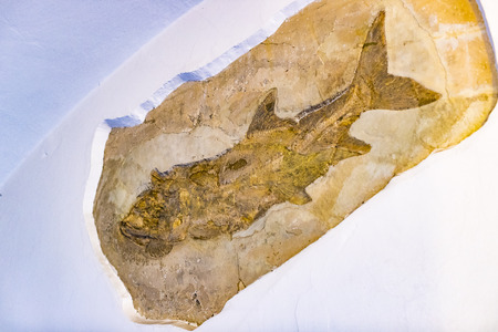 MUNICH, GERMANY - NOVEMBER 27, 2018: Exhibits of the Anthropological Museum.のeditorial素材