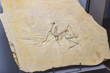 MUNICH, GERMANY - NOVEMBER 27, 2018: Exhibits of the Anthropological Museum.のeditorial素材