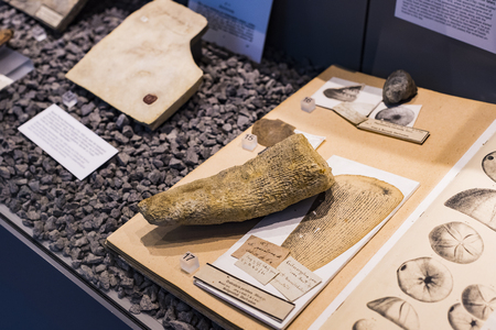 MUNICH, GERMANY - NOVEMBER 27, 2018: Exhibits of the Anthropological Museum.