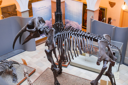 MUNICH, GERMANY - NOVEMBER 27, 2018: Exhibits of the Anthropological Museum.のeditorial素材