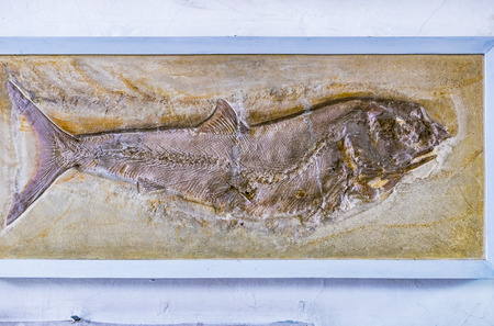 MUNICH, GERMANY - NOVEMBER 27, 2018: Exhibits of the Anthropological Museum.のeditorial素材