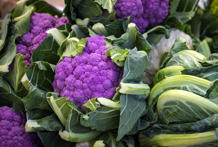 Non-GMO cauliflower on the Munich market close-up shot.の写真素材