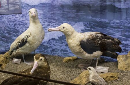3 SEPTEMBER 2018, VIENNA, AUSTRIA: The Museum of Natural History composes stuffed animals, fish, mammalian birds and reptiles.のeditorial素材