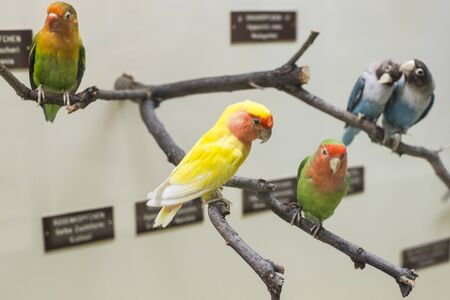 3 SEPTEMBER 2018, VIENNA, AUSTRIA: The Museum of Natural History composes stuffed animals, fish, mammalian birds and reptiles.のeditorial素材