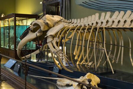 3 SEPTEMBER 2018, VIENNA, AUSTRIA: The Museum of Natural History composes stuffed animals, fish, mammalian birds and reptiles.のeditorial素材