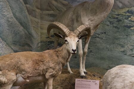 3 SEPTEMBER 2018, VIENNA, AUSTRIA: The Museum of Natural History composes stuffed animals, fish, mammalian birds and reptiles.のeditorial素材