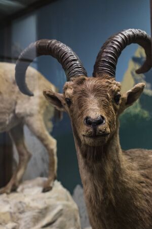 3 SEPTEMBER 2018, VIENNA, AUSTRIA: The Museum of Natural History composes stuffed animals, fish, mammalian birds and reptiles.のeditorial素材