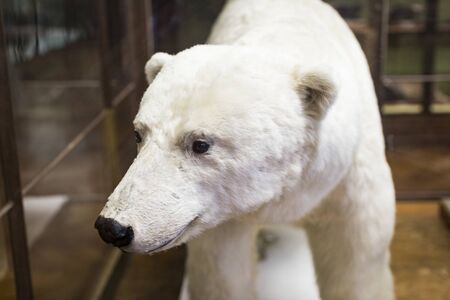 3 SEPTEMBER 2018, VIENNA, AUSTRIA: The Museum of Natural History composes stuffed animals, fish, mammalian birds and reptiles.のeditorial素材